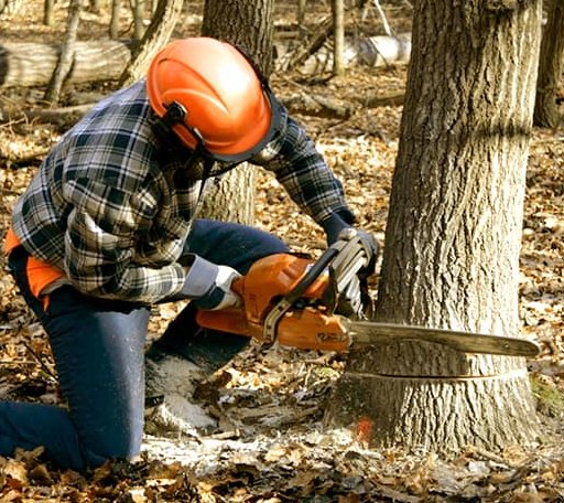 Tree Removal in Kilmichael, MS